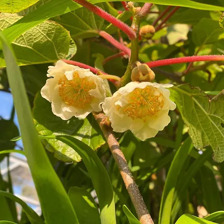 Accommodatie bij particulieren Glanleam House Knights Town