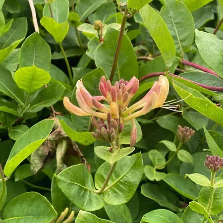 民宿 Glanleam House *