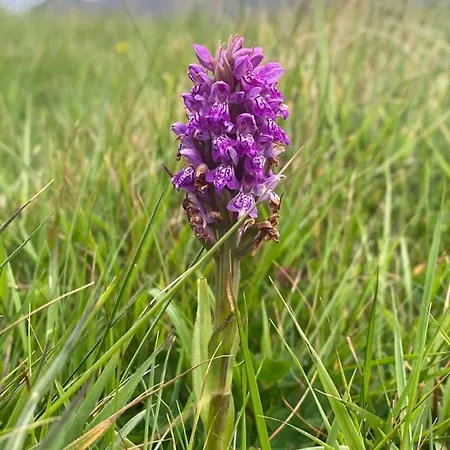 民宿 Glanleam House