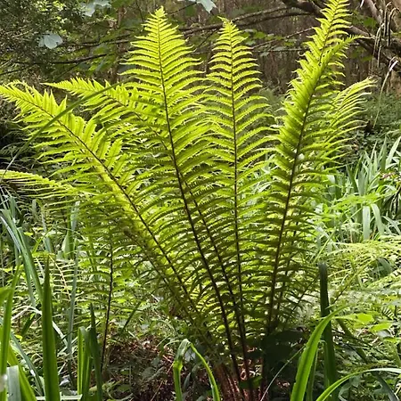 民宿 Glanleam House