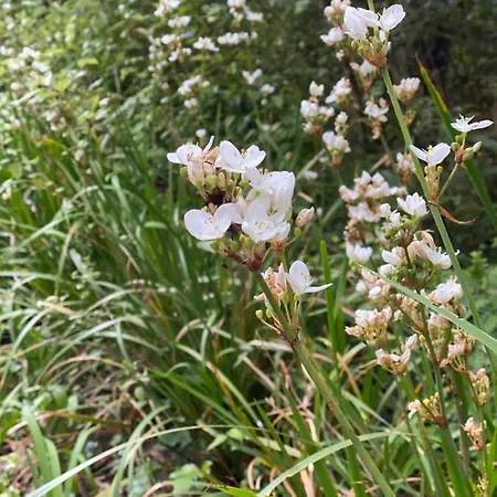 民宿 Glanleam House *