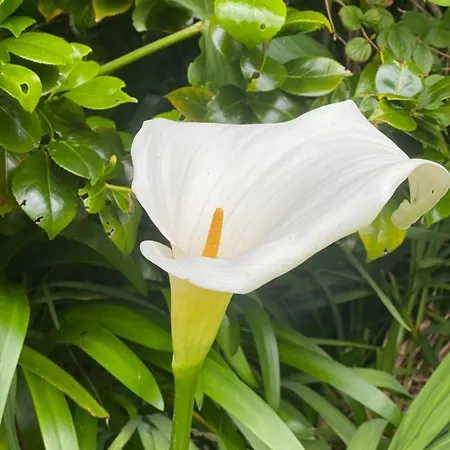 Glanleam House Knights Town