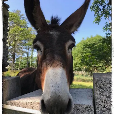 Accommodatie bij particulieren Glanleam House