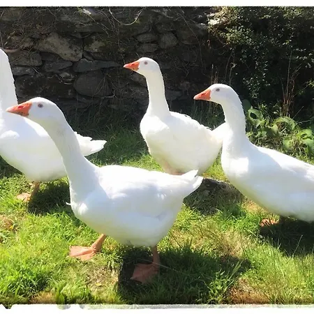 Glanleam House 民宿 *