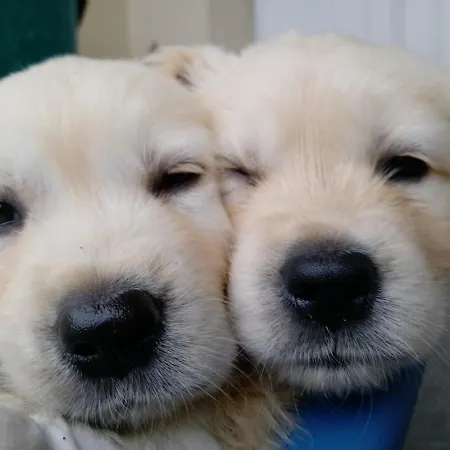 Glanleam House Accommodatie bij particulieren *