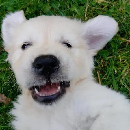 Accommodatie bij particulieren Glanleam House *