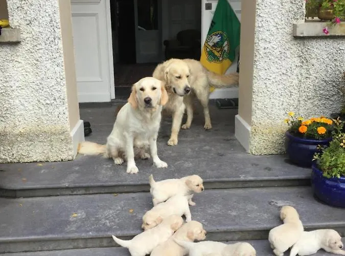 منزل للإقامة Glanleam House *