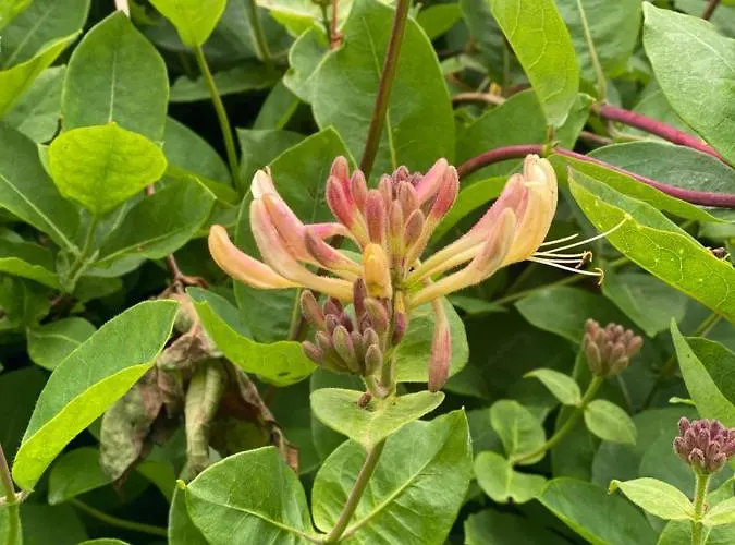 منزل للإقامة Glanleam House *