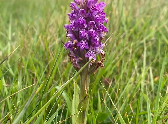 منزل للإقامة Glanleam House