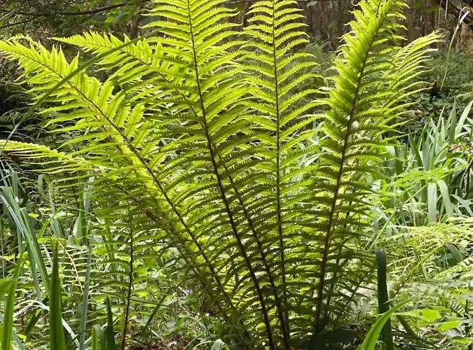 منزل للإقامة Glanleam House