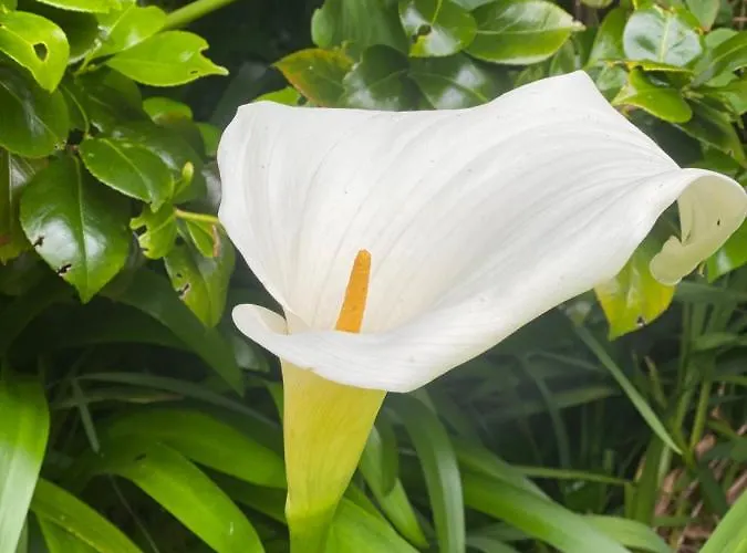 Glanleam House Knights Town