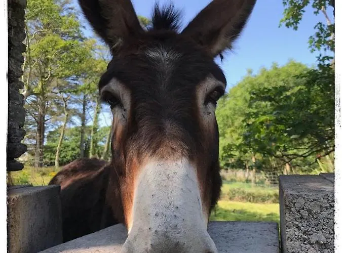 منزل للإقامة Glanleam House