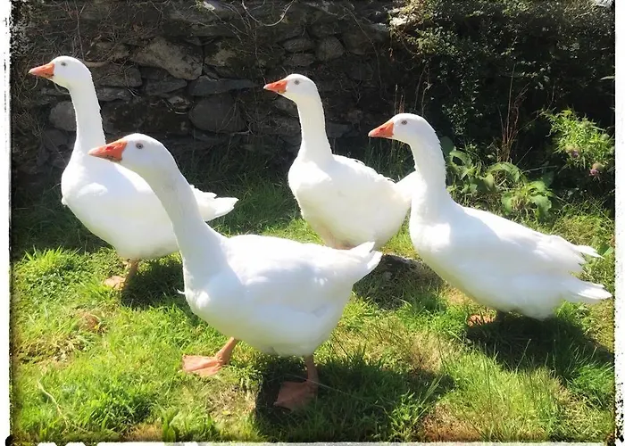 Glanleam House منزل للإقامة *