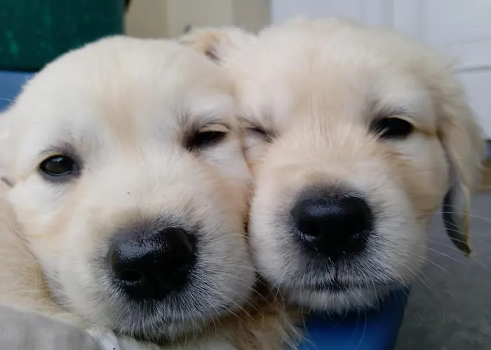 Glanleam House منزل للإقامة *