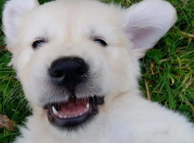 منزل للإقامة Glanleam House *